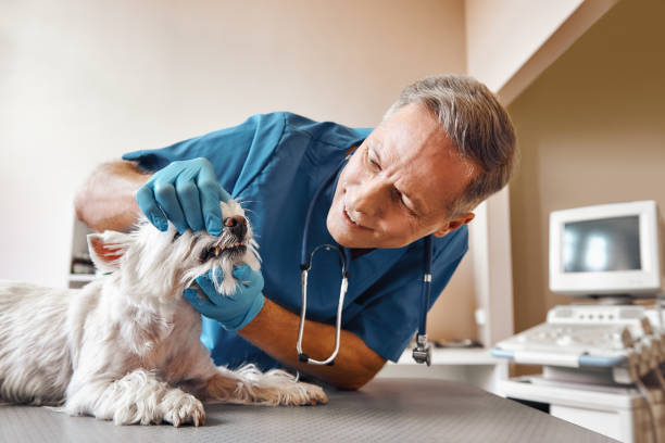 Professional Emergency Dentist in WY